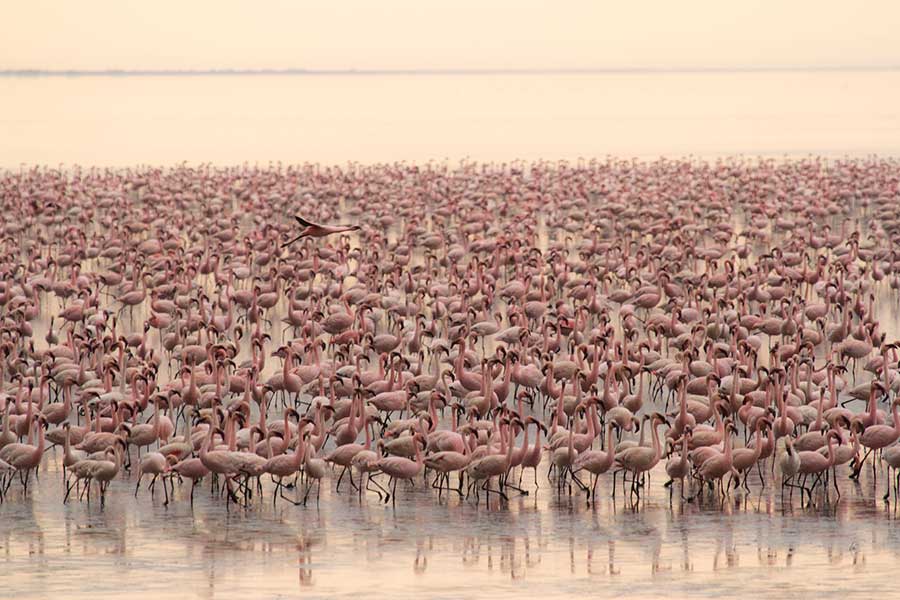 Serengeti