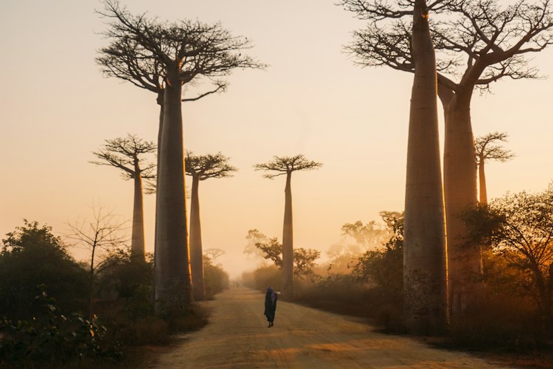 Tsingy de Bemaraha