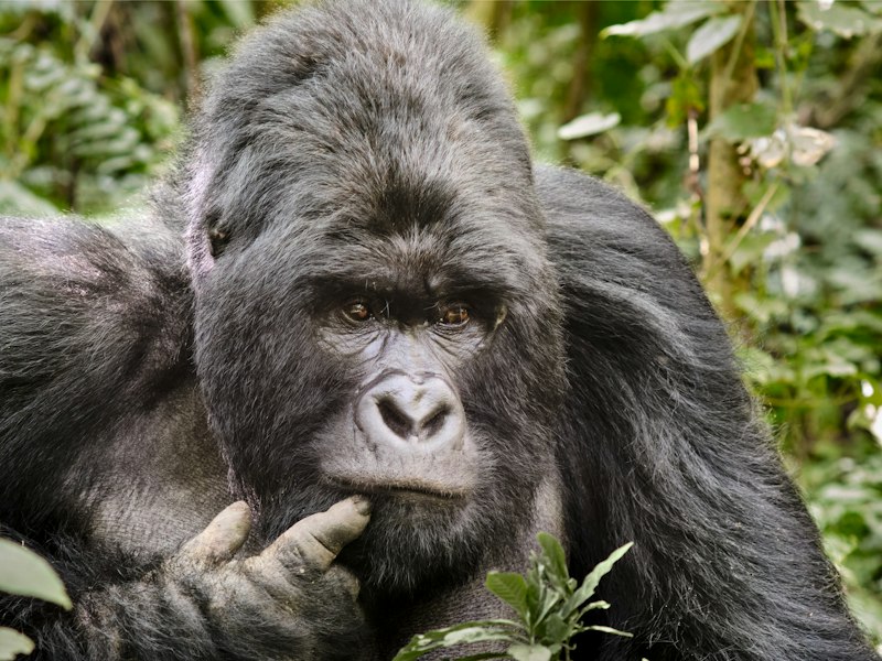 Congo