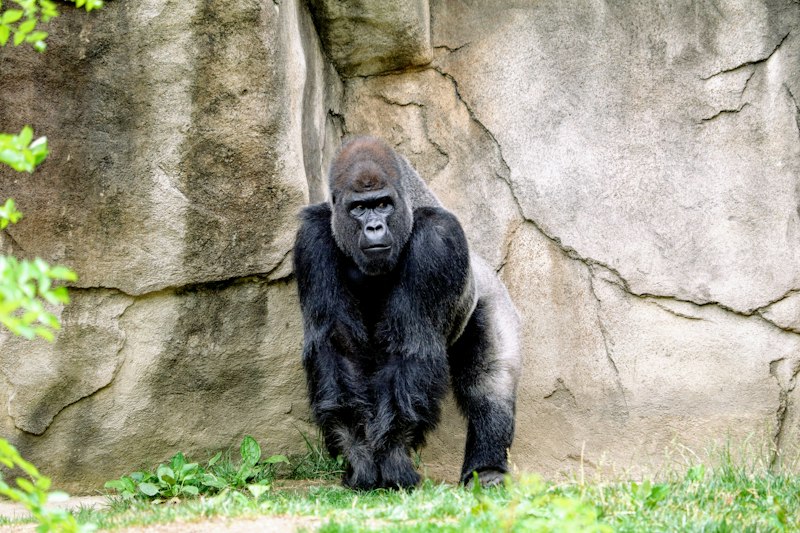 Singes dorés