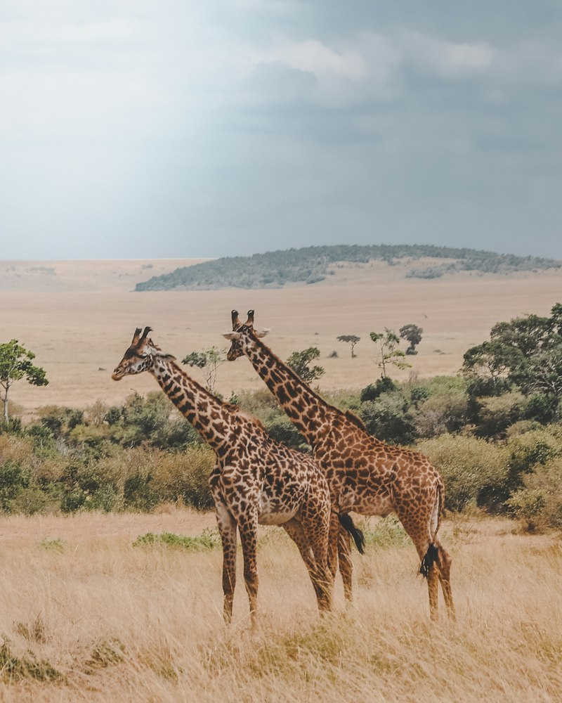 Paysage de savane africaine