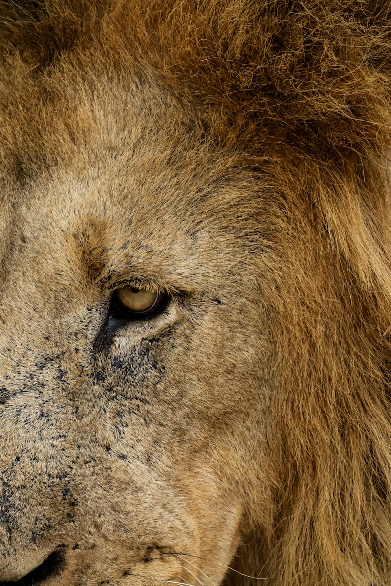Kruger