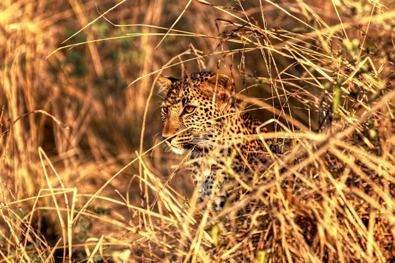 South Luangwa