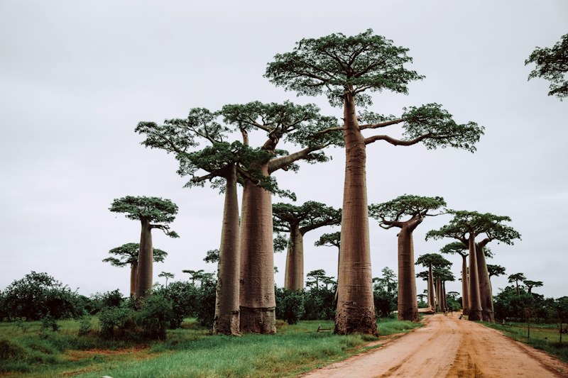 Safari Madagascar : Avenue des Baobabs & Tsingy - 10 jours