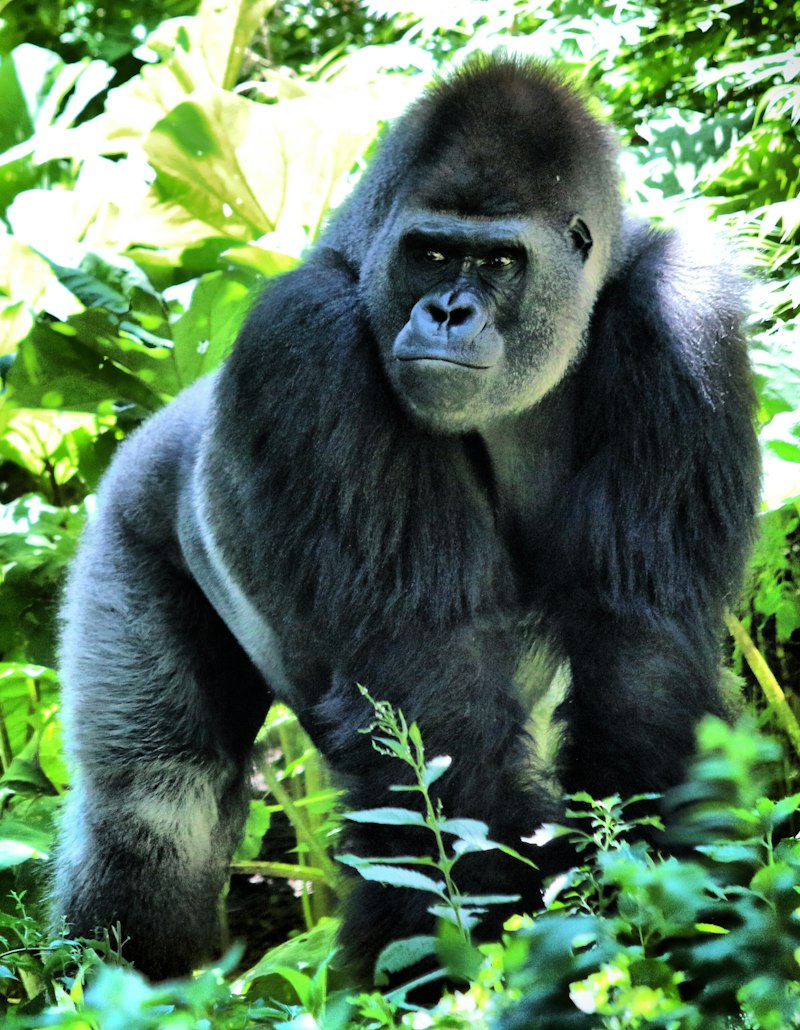 Singes dorés