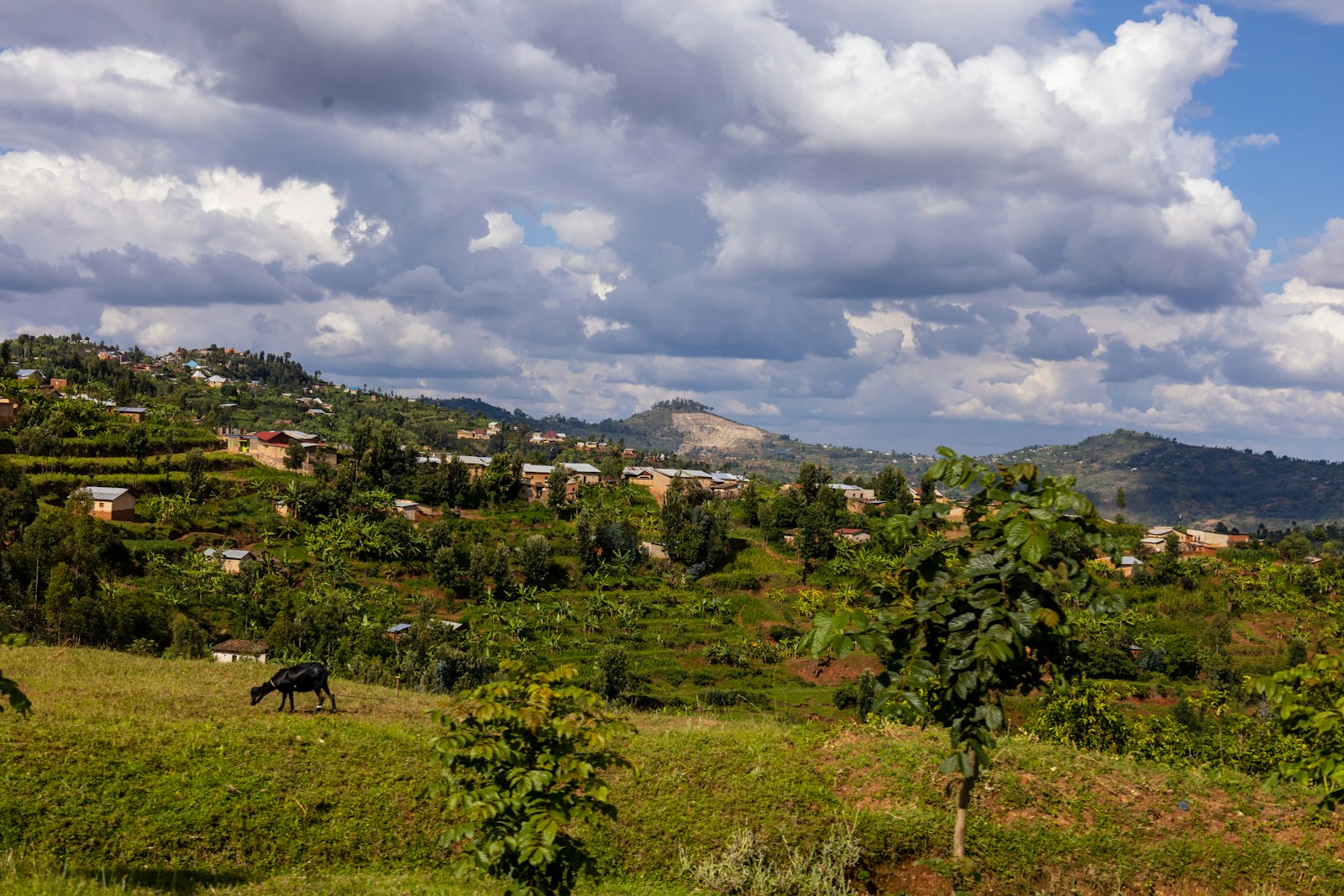 Safari Rwanda : Gorilles des Volcans - 5 jours