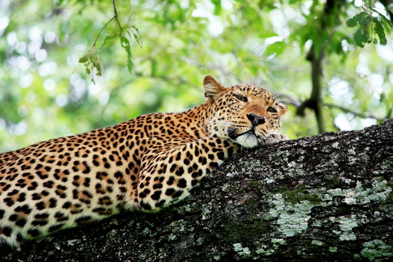 Safari Zambie : Victoria Falls & South Luangwa - 9 jours