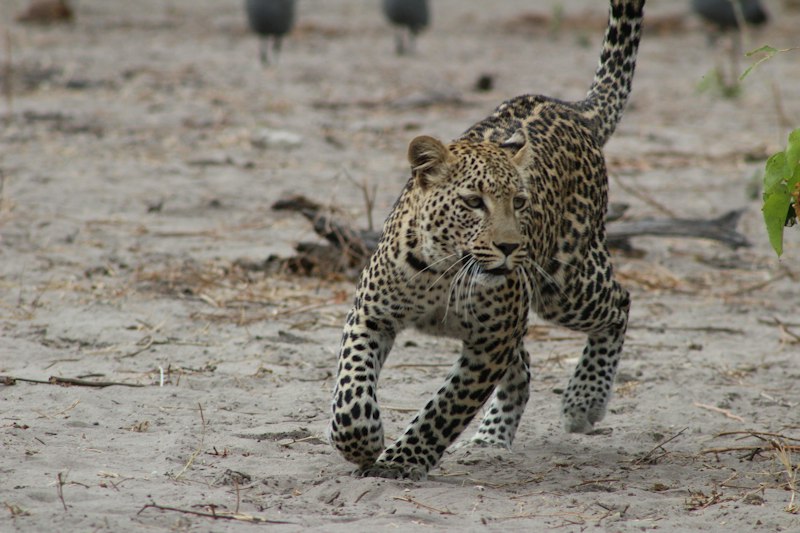 Lac Kariba