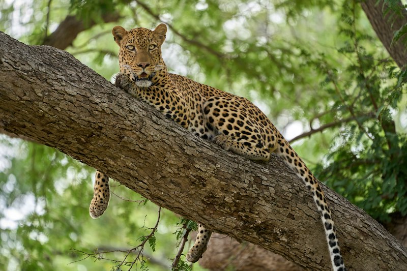 Hwange